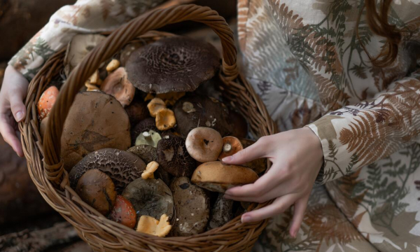 Биолог назвал уникальный гриб - очистит печень и укрепит иммунитет